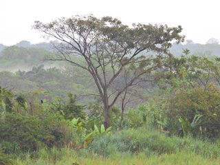 Filename=DSCN0329.JPG
Filesize=6820KiB
Dimensions=4608x3456
Date added=Jan 11, 2023 DSCN0329.JPG