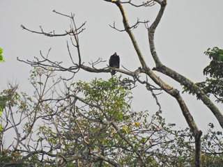 Filename=DSCN0348.JPG
Filesize=7284KiB
Dimensions=4608x3456
Date added=Jan 11, 2023 DSCN0348.JPG