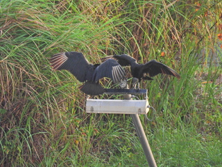 Filename=DSCN0349.JPG
Filesize=7578KiB
Dimensions=4608x3456
Date added=Jan 11, 2023 DSCN0349.JPG