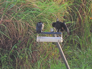 Filename=DSCN0351.JPG
Filesize=6985KiB
Dimensions=4608x3456
Date added=Jan 11, 2023 DSCN0351.JPG