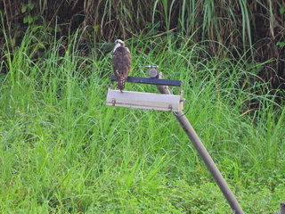 Filename=DSCN0353.JPG
Filesize=6957KiB
Dimensions=4608x3456
Date added=Jan 11, 2023 DSCN0353.JPG