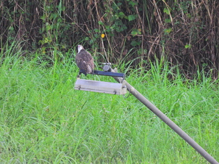 Filename=DSCN0355.JPG
Filesize=7255KiB
Dimensions=4608x3456
Date added=Jan 11, 2023 DSCN0355.JPG