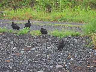 Filename=DSCN0356.JPG
Filesize=6835KiB
Dimensions=4608x3456
Date added=Jan 11, 2023 DSCN0356.JPG