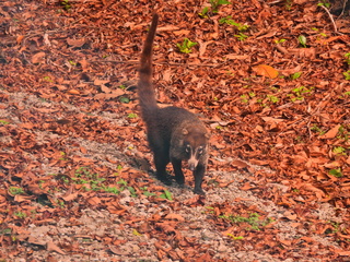 Filename=DSCN0593.JPG
Filesize=7252KiB
Dimensions=4608x3456
Date added=Jan 13, 2023 DSCN0593.JPG