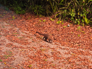 Filename=DSCN0596.JPG
Filesize=7431KiB
Dimensions=4608x3456
Date added=Jan 13, 2023 DSCN0596.JPG