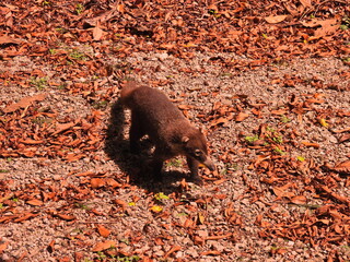 Filename=DSCN0600.JPG
Filesize=7616KiB
Dimensions=4608x3456
Date added=Jan 13, 2023 DSCN0600.JPG