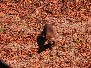 Filename=DSCN0601.JPG
Filesize=7780KiB
Dimensions=4608x3456
Date added=Jan 13, 2023 DSCN0601.JPG