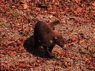 Filename=DSCN0602.JPG
Filesize=7429KiB
Dimensions=4608x3456
Date added=Jan 13, 2023 DSCN0602.JPG