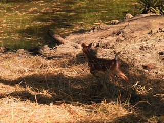 Filename=DSCN0617.JPG
Filesize=7218KiB
Dimensions=4608x3456
Date added=Jan 14, 2023 DSCN0617.JPG