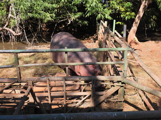 Filename=DSCN0622.JPG
Filesize=7666KiB
Dimensions=4608x3456
Date added=Jan 14, 2023 DSCN0622.JPG