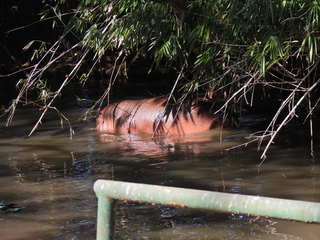 Filename=DSCN0624.JPG
Filesize=7075KiB
Dimensions=4608x3456
Date added=Jan 14, 2023 DSCN0624.JPG