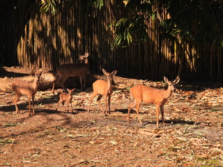 Filename=DSCN0632.JPG
Filesize=6925KiB
Dimensions=4608x3456
Date added=Jan 14, 2023 DSCN0632.JPG