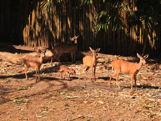 Filename=DSCN0633.JPG
Filesize=7125KiB
Dimensions=4608x3456
Date added=Jan 14, 2023 DSCN0633.JPG