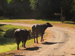 Filename=DSCN0655.JPG
Filesize=7218KiB
Dimensions=4608x3456
Date added=Jan 14, 2023 DSCN0655.JPG