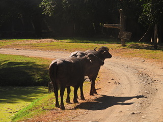 Filename=DSCN0657.JPG
Filesize=6711KiB
Dimensions=4608x3456
Date added=Jan 14, 2023 DSCN0657.JPG