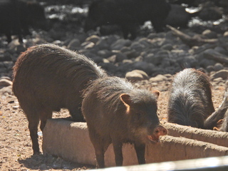 Filename=DSCN0658.JPG
Filesize=6826KiB
Dimensions=4608x3456
Date added=Jan 14, 2023 DSCN0658.JPG