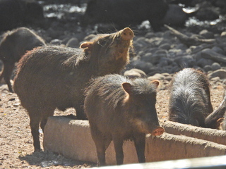 Filename=DSCN0659.JPG
Filesize=7141KiB
Dimensions=4608x3456
Date added=Jan 14, 2023 DSCN0659.JPG