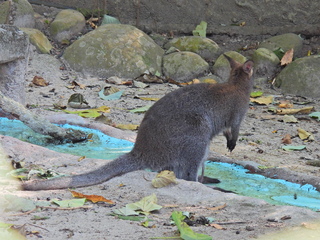 Filename=DSCN0667.JPG
Filesize=7210KiB
Dimensions=4608x3456
Date added=Jan 14, 2023 DSCN0667.JPG