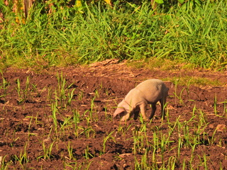 Filename=DSCN0675.JPG
Filesize=7043KiB
Dimensions=4608x3456
Date added=Jan 14, 2023 DSCN0675.JPG