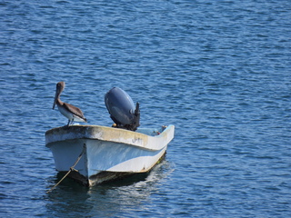 Filename=DSCN0701.JPG
Filesize=6972KiB
Dimensions=4608x3456
Date added=Jan 16, 2023 DSCN0701.JPG