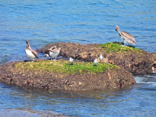 Filename=DSCN0782.JPG
Filesize=7346KiB
Dimensions=4608x3456
Date added=Jan 16, 2023 DSCN0782.JPG