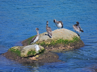 Filename=DSCN0785.JPG
Filesize=7356KiB
Dimensions=4608x3456
Date added=Jan 16, 2023 DSCN0785.JPG