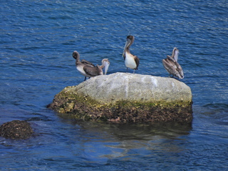 Filename=DSCN0786.JPG
Filesize=6753KiB
Dimensions=4608x3456
Date added=Jan 16, 2023 DSCN0786.JPG