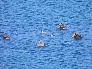 Filename=DSCN0791.JPG
Filesize=7053KiB
Dimensions=4608x3456
Date added=Jan 16, 2023 DSCN0791.JPG