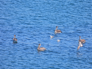 Filename=DSCN0792.JPG
Filesize=7585KiB
Dimensions=4608x3456
Date added=Jan 16, 2023 DSCN0792.JPG