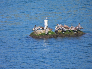 Filename=DSCN0799.JPG
Filesize=7665KiB
Dimensions=4608x3456
Date added=Jan 16, 2023 DSCN0799.JPG