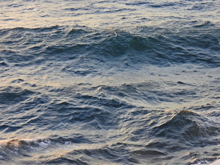 Filename=DSCN0944.JPG
Filesize=6912KiB
Dimensions=4608x3456
Date added=Jan 17, 2023 DSCN0944.JPG