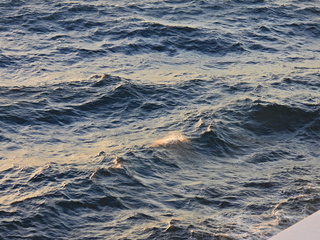 Filename=DSCN0945.JPG
Filesize=7060KiB
Dimensions=4608x3456
Date added=Jan 17, 2023 DSCN0945.JPG