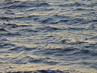 Filename=DSCN1010.JPG
Filesize=7314KiB
Dimensions=4608x3456
Date added=Jan 17, 2023 DSCN1010.JPG