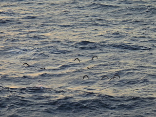 Filename=DSCN1012.JPG
Filesize=7028KiB
Dimensions=4608x3456
Date added=Jan 17, 2023 DSCN1012.JPG