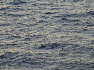 Filename=DSCN1013.JPG
Filesize=7528KiB
Dimensions=4608x3456
Date added=Jan 17, 2023 DSCN1013.JPG