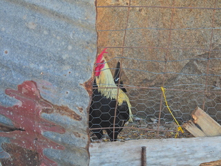 Filename=DSCN1128.JPG
Filesize=7169KiB
Dimensions=4608x3456
Date added=Jan 18, 2023 DSCN1128.JPG