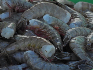 Filename=DSCN1180.JPG
Filesize=6931KiB
Dimensions=4608x3456
Date added=Jan 19, 2023 DSCN1180.JPG