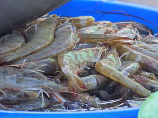 Filename=DSCN1182.JPG
Filesize=7003KiB
Dimensions=4608x3456
Date added=Jan 19, 2023 DSCN1182.JPG