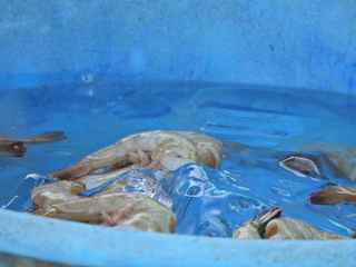 Filename=DSCN1185.JPG
Filesize=7032KiB
Dimensions=4608x3456
Date added=Jan 19, 2023 DSCN1185.JPG