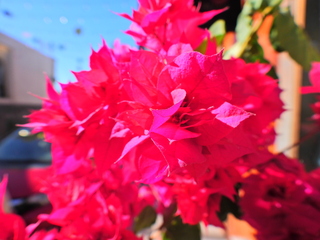 Filename=DSCN1411.JPG
Filesize=6646KiB
Dimensions=4608x3456
Date added=Jan 20, 2023 DSCN1411.JPG