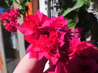 Filename=DSCN1412.JPG
Filesize=7373KiB
Dimensions=4608x3456
Date added=Jan 20, 2023 DSCN1412.JPG