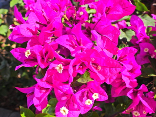 Filename=DSCN1421.JPG
Filesize=6502KiB
Dimensions=4608x3456
Date added=Jan 20, 2023 DSCN1421.JPG