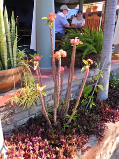 Filename=DSCN1438.JPG
Filesize=6490KiB
Dimensions=3456x4608
Date added=Jan 20, 2023 DSCN1438.JPG