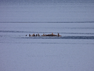 Filename=DSCN1720.JPG
Filesize=7204KiB
Dimensions=4608x3456
Date added=Jun 10, 2023 DSCN1720.JPG