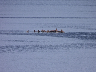 Filename=DSCN1724.JPG
Filesize=6935KiB
Dimensions=4608x3456
Date added=Jun 10, 2023 DSCN1724.JPG