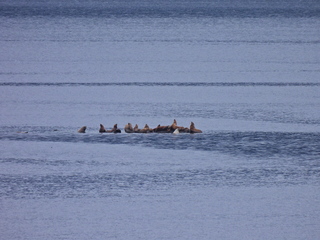 Filename=DSCN1725.JPG
Filesize=6698KiB
Dimensions=4608x3456
Date added=Jun 10, 2023 DSCN1725.JPG