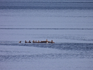 Filename=DSCN1726.JPG
Filesize=6899KiB
Dimensions=4608x3456
Date added=Jun 10, 2023 DSCN1726.JPG