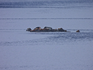 Filename=DSCN1729.JPG
Filesize=6971KiB
Dimensions=4608x3456
Date added=Jun 10, 2023 DSCN1729.JPG