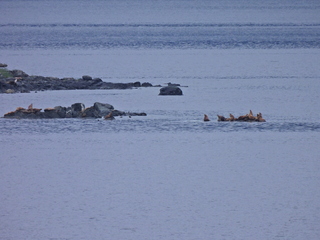 Filename=DSCN1734.JPG
Filesize=6864KiB
Dimensions=4608x3456
Date added=Jun 10, 2023 DSCN1734.JPG