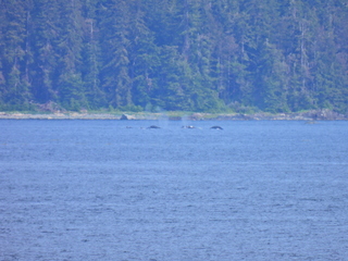 Filename=DSCN2188.JPG
Filesize=6705KiB
Dimensions=4608x3456
Date added=Jun 10, 2023 DSCN2188.JPG